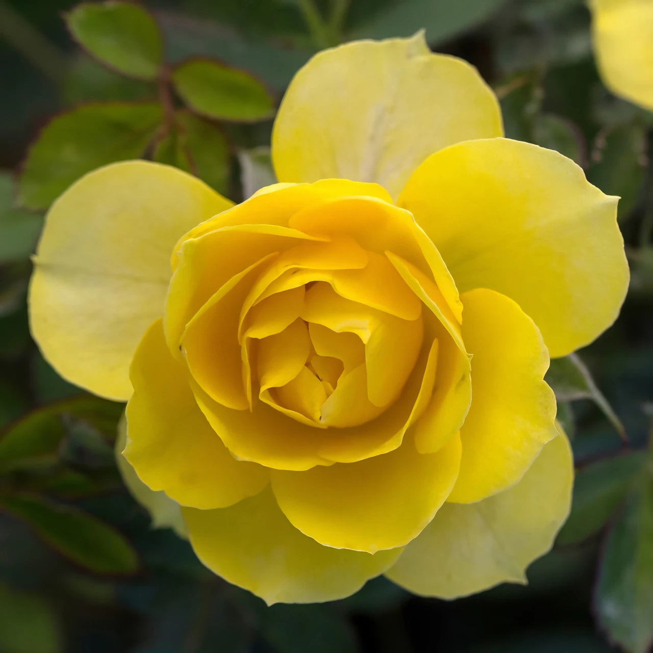 Yellow Sunblaze Miniature Rose for Planting NonGMO Heirloom Garden Seeds Long Bloom Season 
 
 Sale