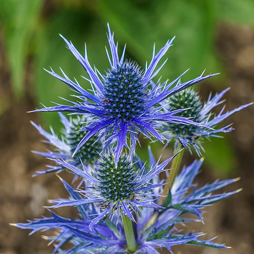 Blue Holly Eryngium Flower seeds for Planting - Long Bloom Season, Heirloom & GMO Free Seeds for Home Garden