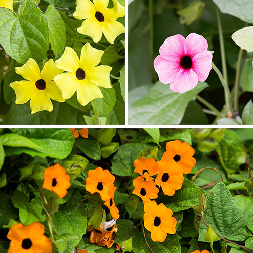 Mixed Thunbergia Flower seeds for Planting - Bright Blooms, Heirloom & GMO Free Seeds for Home Garden