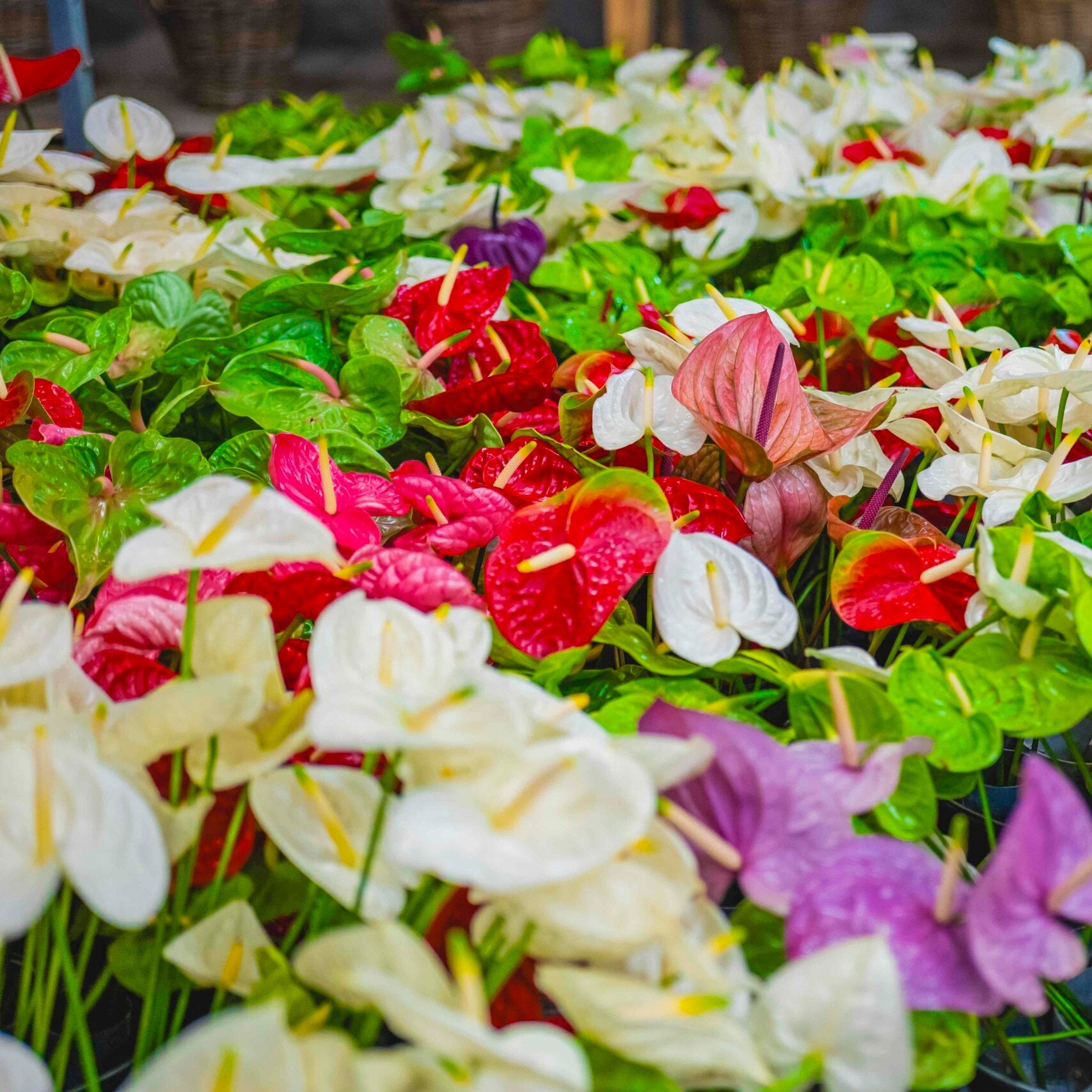 Multi Color Anthurium Flower Seeds for Planting Seasonal Bloomer Heirloom & GMO Free Seeds for Home Garden
 
 Sale