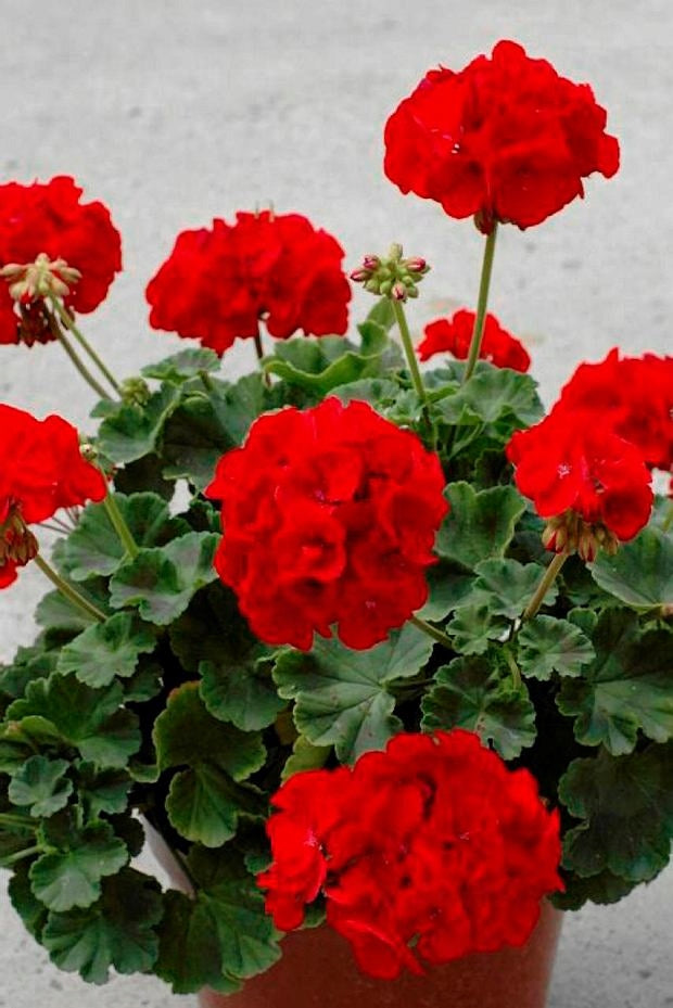 Geraniums Red Flower seeds for Planting - Long Bloom Season, Heirloom & GMO Free Seeds for Home Garden