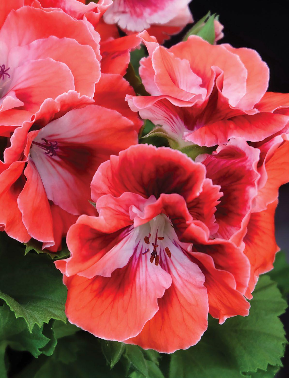 Red & Orange Geranium Flower seeds for Planting - Shade Tolerant, Heirloom & GMO Free Seeds for Home Garden