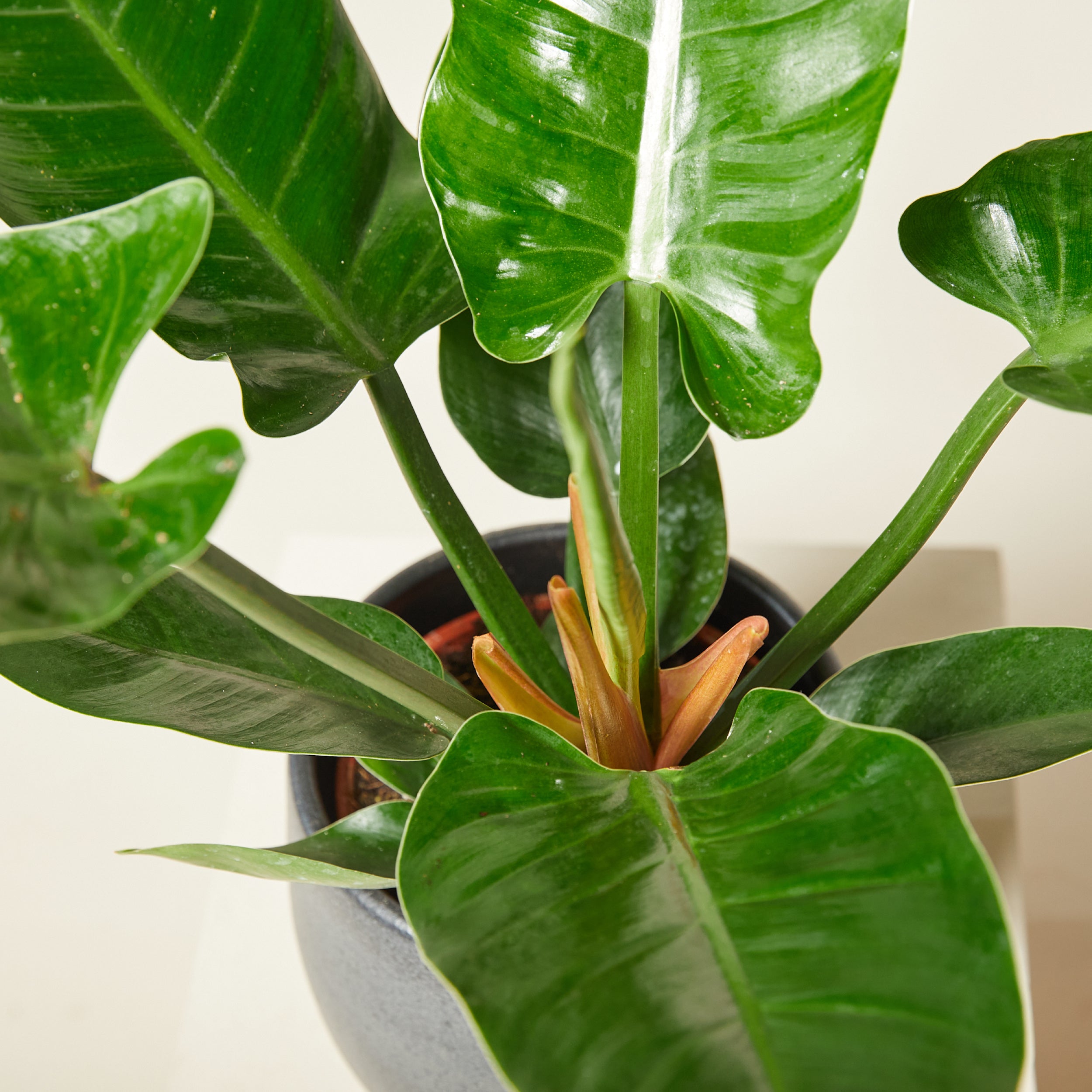Green Philodendron Erubescens Flower seeds for Planting - Perfect for Borders, Heirloom & GMO Free Seeds for Home Garden