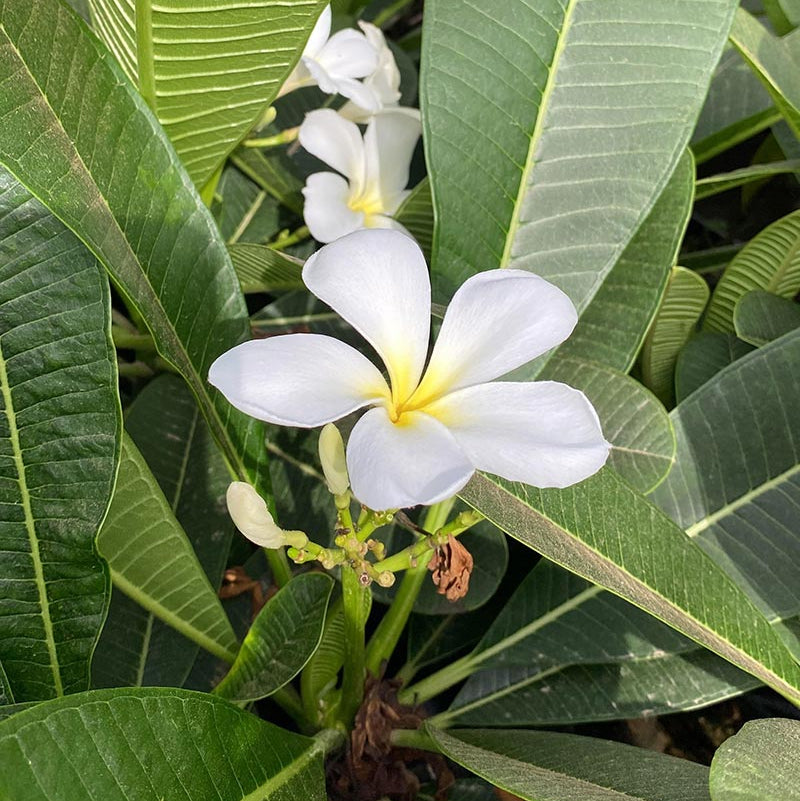 White Egg Flower seeds for Planting - Low Maintenance, Heirloom & GMO Free Seeds for Home Garden Sale