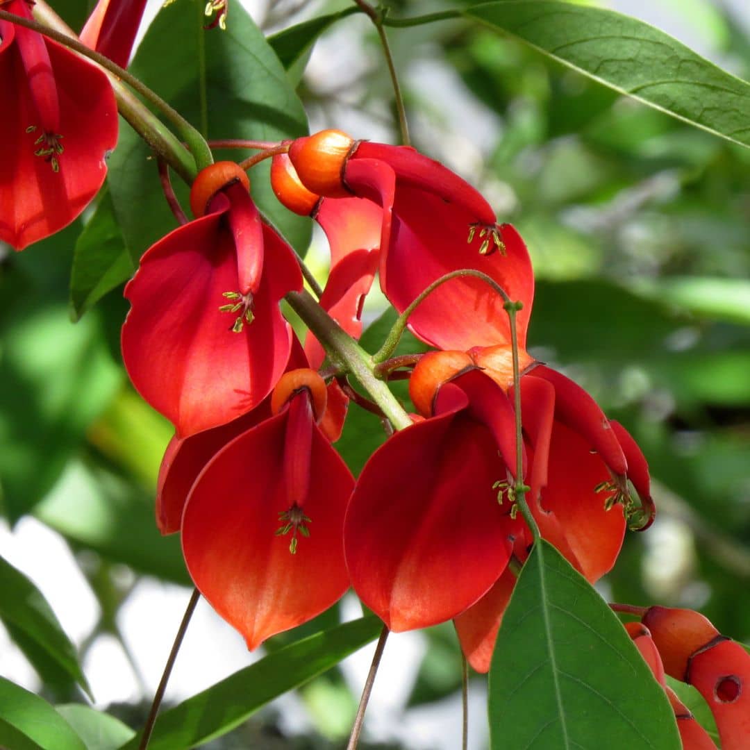Red Coral Tree Seeds - Erythrina Corallodendron for Planting