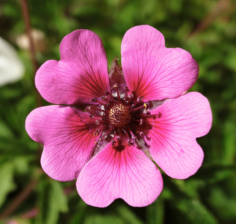 Pink Miss Willmott Flower seeds for Planting - Low Maintenance, Heirloom & GMO Free Seeds for Home Garden