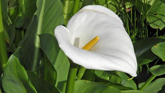 White Zantedeschia Aethiopica Flower seeds for Planting - Garden Favorite, Heirloom & GMO Free Seeds for Home Garden