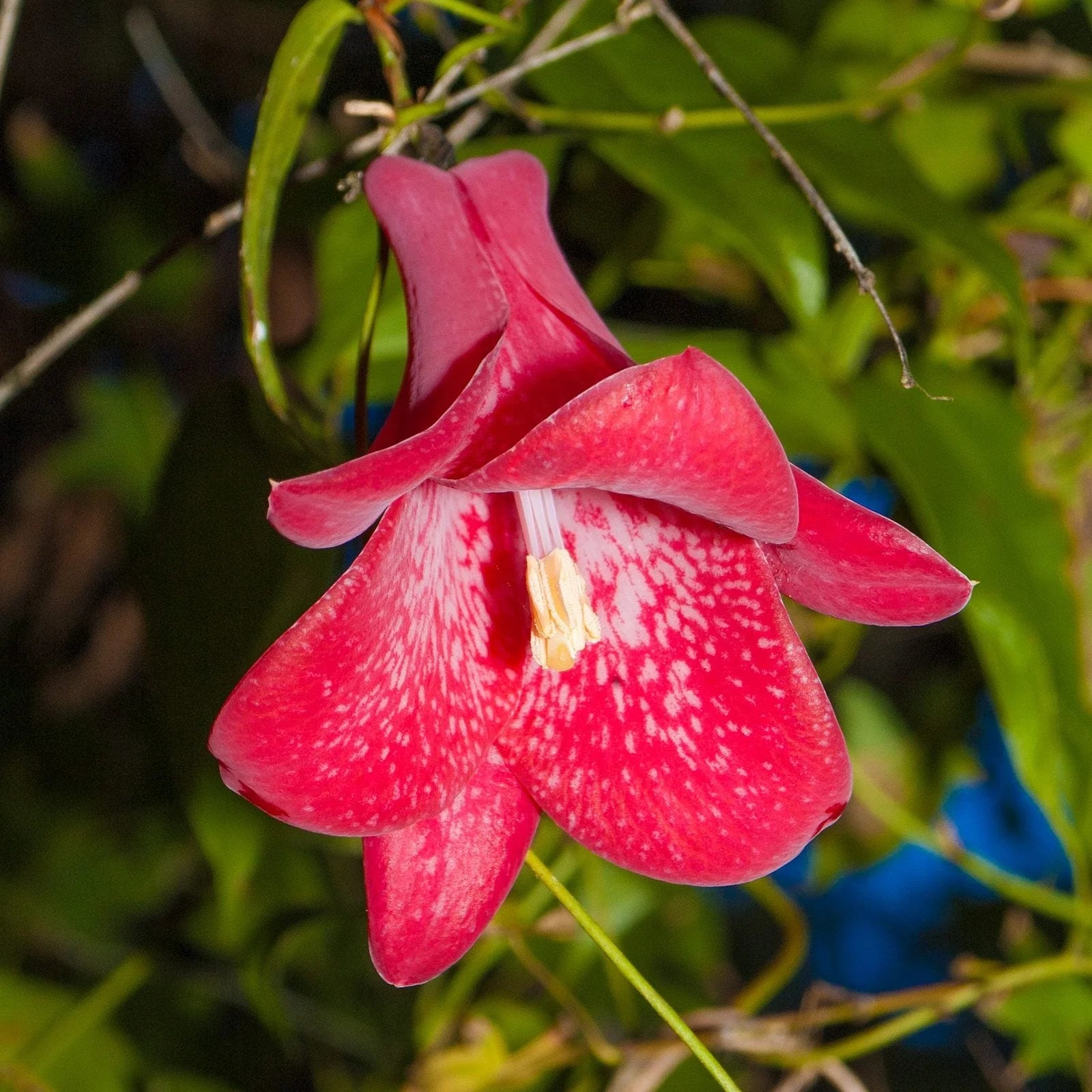 Chilean Bellflower Seeds (Lapageria Rosea) for Unique and Beautiful Garden Flowers