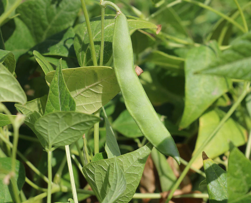 Green Tepary Bean Planting Seeds - Vegetable Garden Seeds