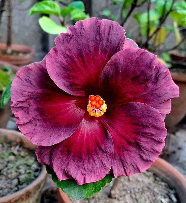 Purple Maroon Hibiscus Flower seeds for Planting - Colorful Display, Heirloom & GMO Free Seeds for Home Garden