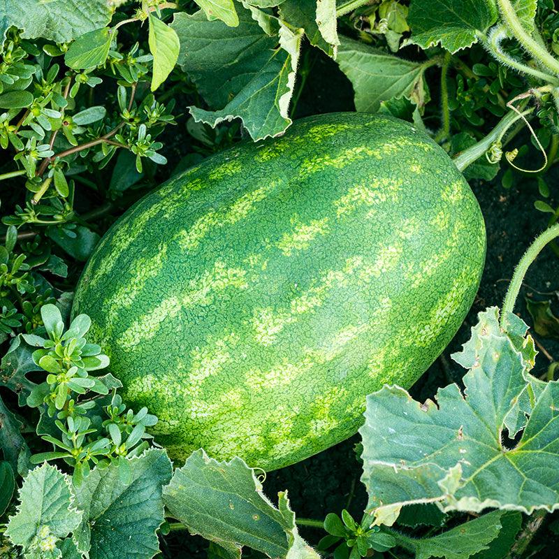 Klondike Watermelon Seeds for Planting  Sweet & Juicy Melons