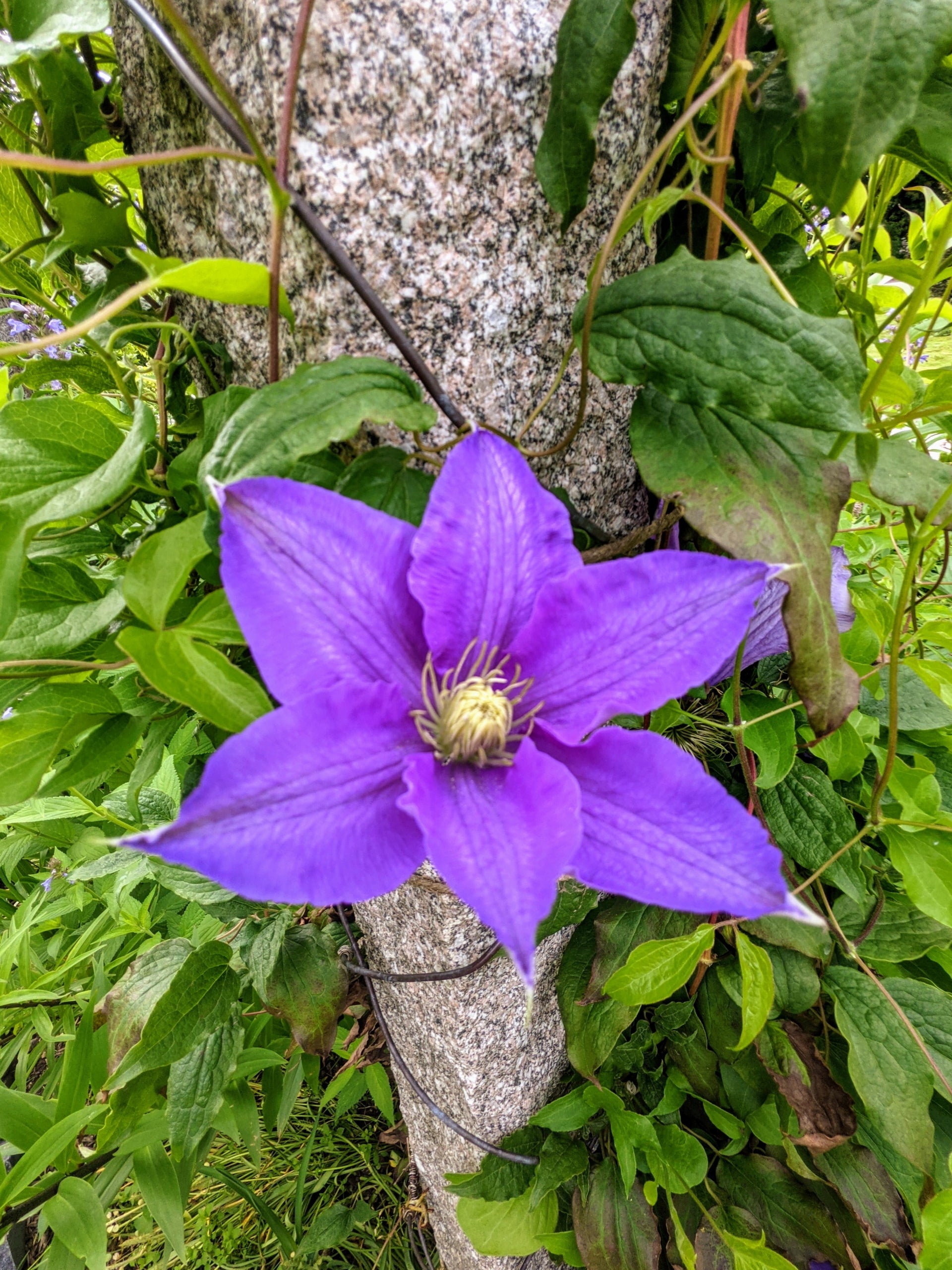 Purple Clematis Flower seeds for Planting - Fragrant Blossoms, Heirloom & GMO Free Seeds for Home Garden