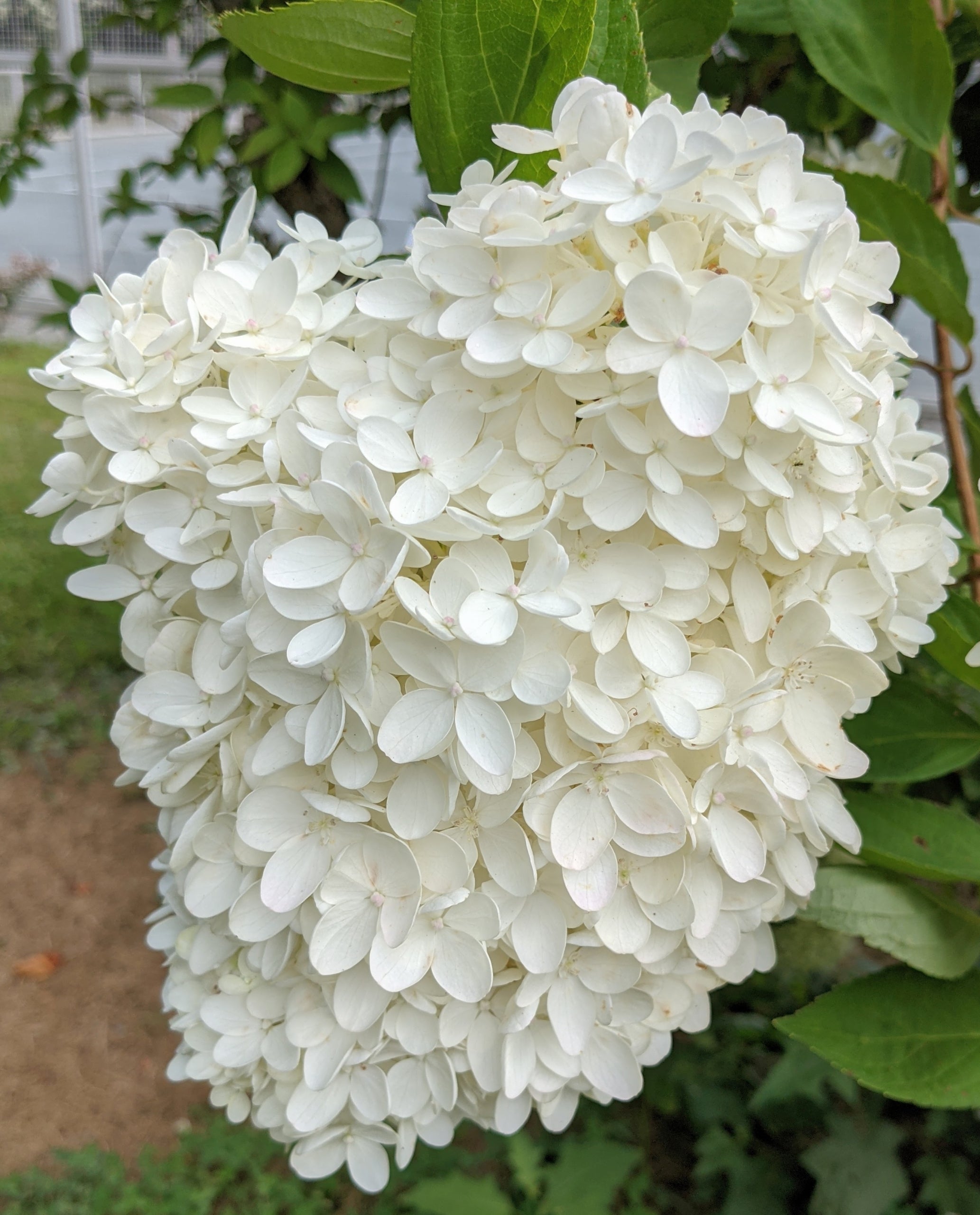 Hydrangea Flower seeds for Planting - Premium Quality, Heirloom & GMO Free Seeds for Home Garden
