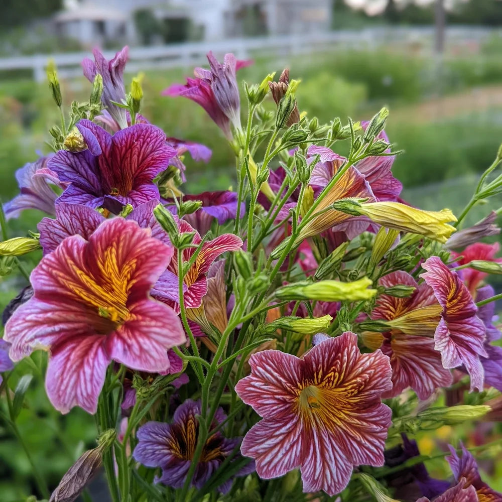 Salpiglossis Flower Planting Seeds Mixed - Evergrowseeds