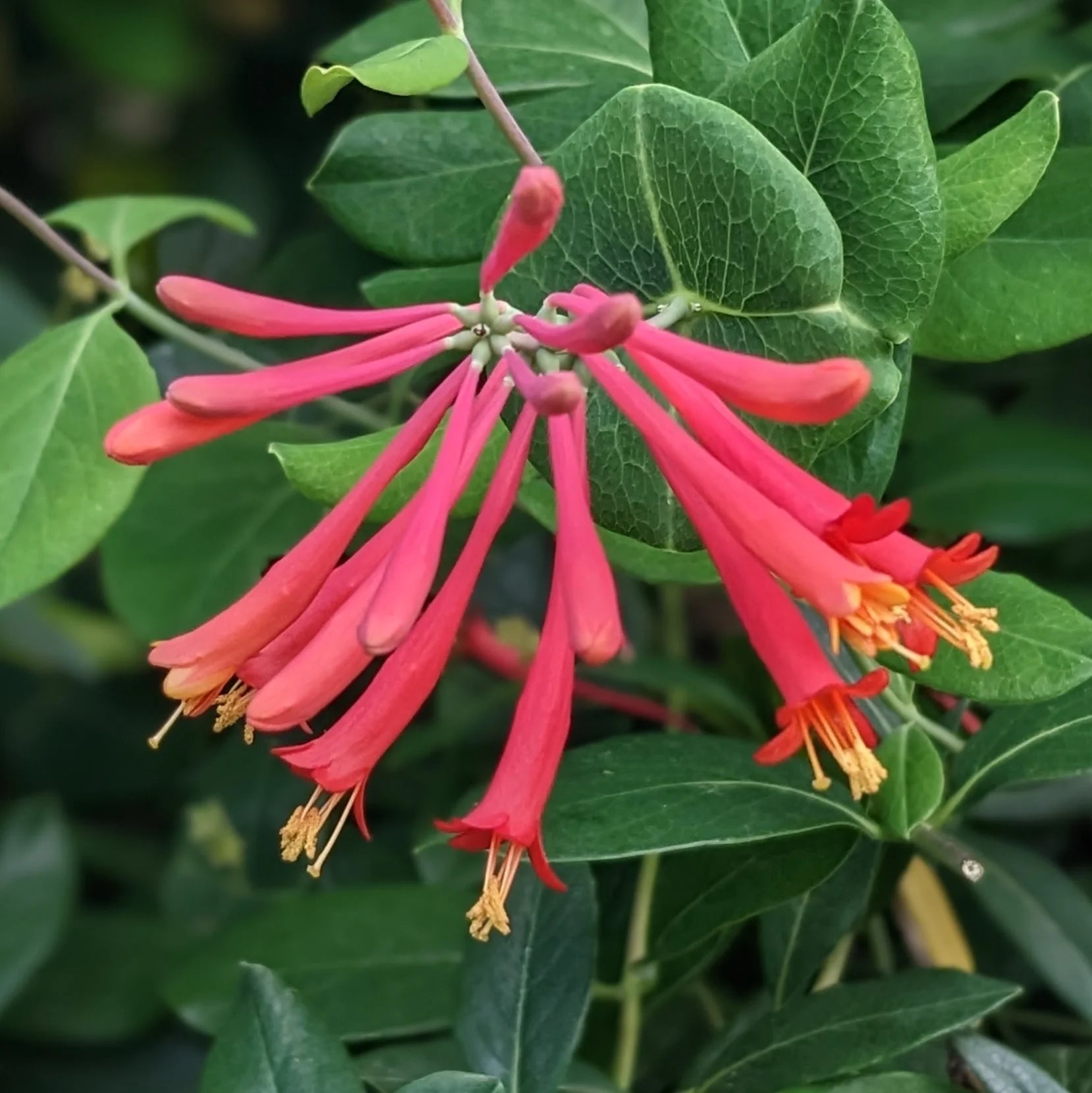 Honeysuckle Flower seeds for Planting - Long Bloom Season, Heirloom & GMO Free Seeds for Home Garden