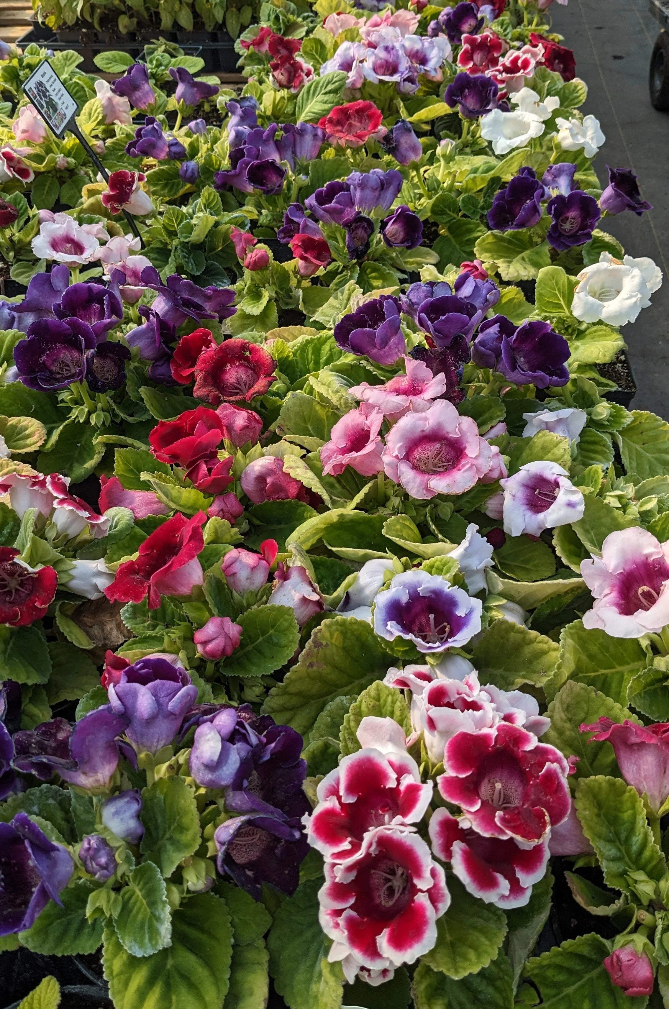 Mini Gloxinia Sinningia speciosa Seeds for Planting in Indoor Garden