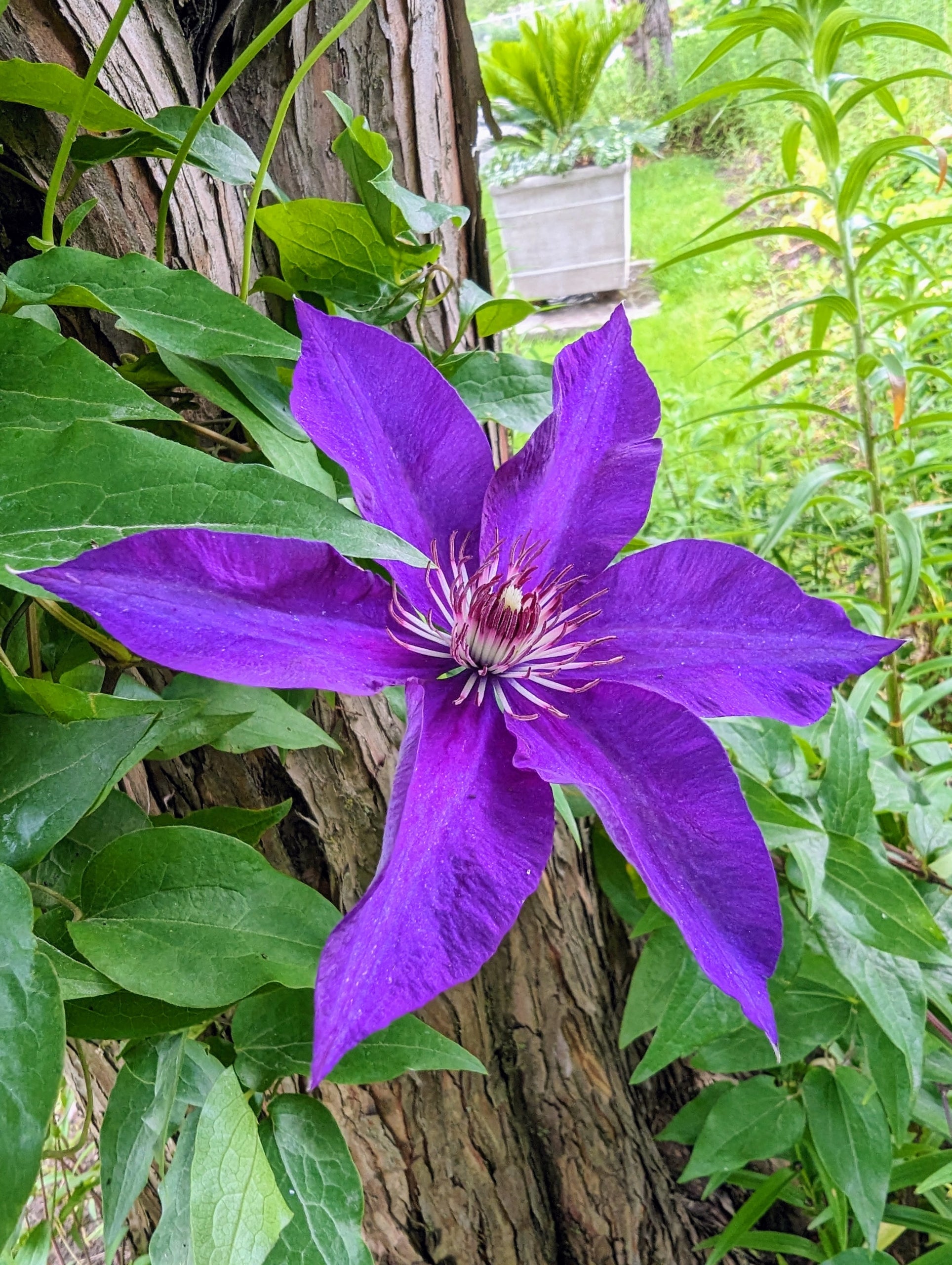 Yellow Purple Clematis Flower seeds for Planting - Pollinator Friendly, Heirloom & GMO Free Seeds for Home Garden