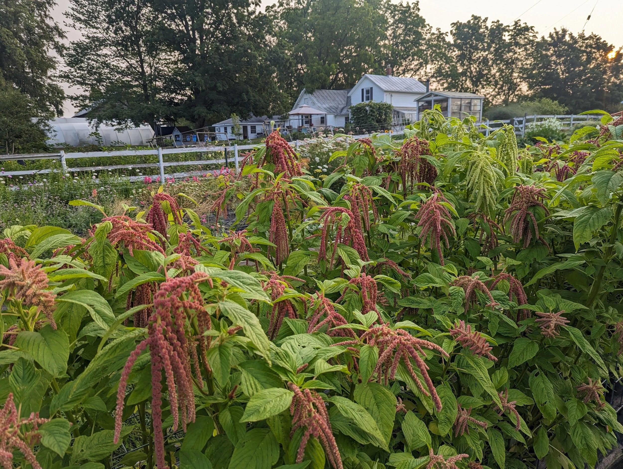 Grow Amaranthus Seeds for a Stunning Garden