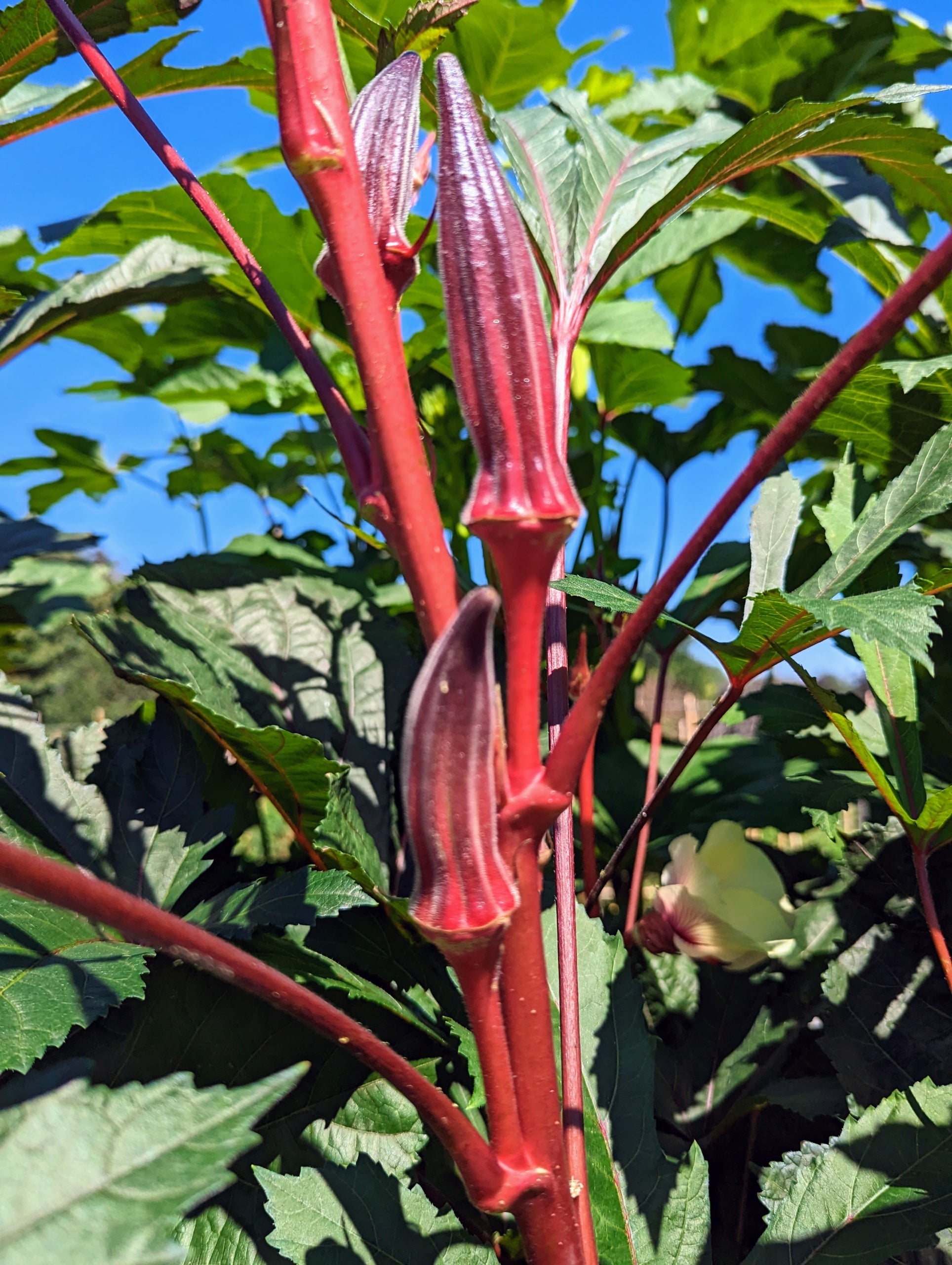 Red Green Okra Planting Seeds for Vegetables