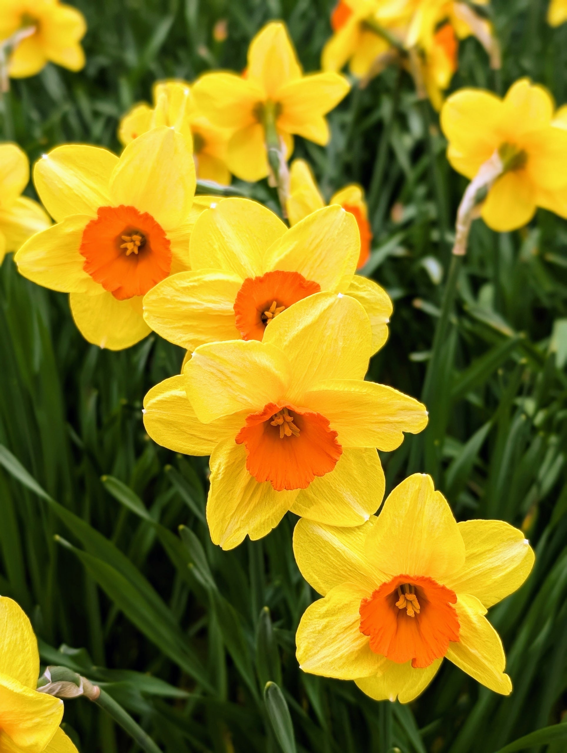 Daffodils Flower seeds for Planting - Seasonal Bloomer, Heirloom & GMO Free Seeds for Home Garden