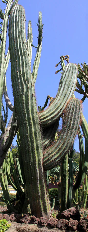 Giant Cardon Seeds For Easy Planting In Desert Landscapes Plant Seeds