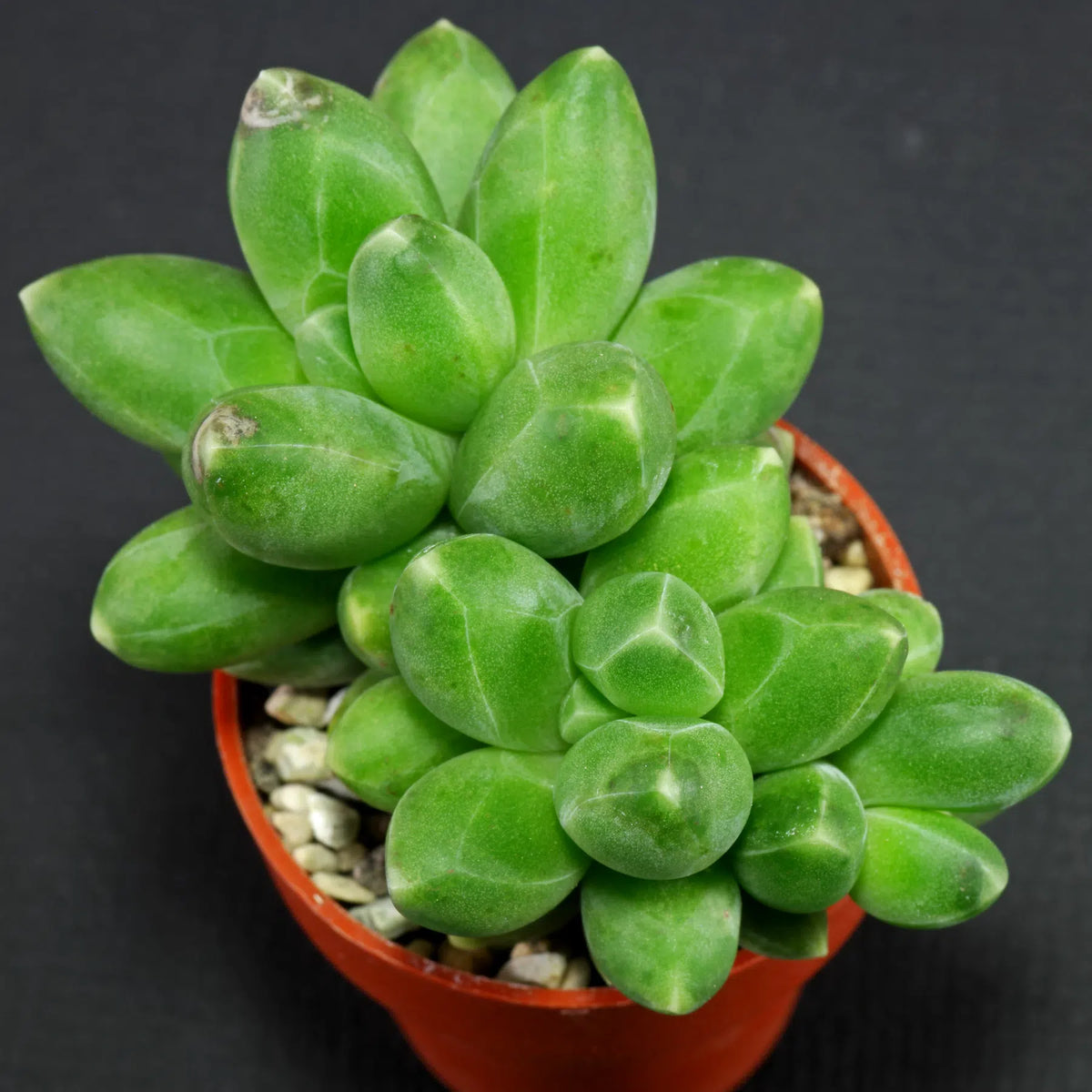 Pachyphytum (Pachyphytum Compactum) seeds for planting in home garden