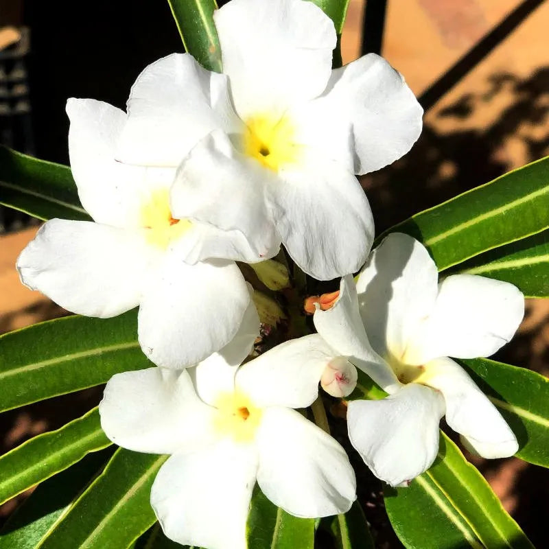 White Pachypodium Lamerei Flower seeds for Planting - Garden Favorite, Heirloom & GMO Free Seeds for Home Garden