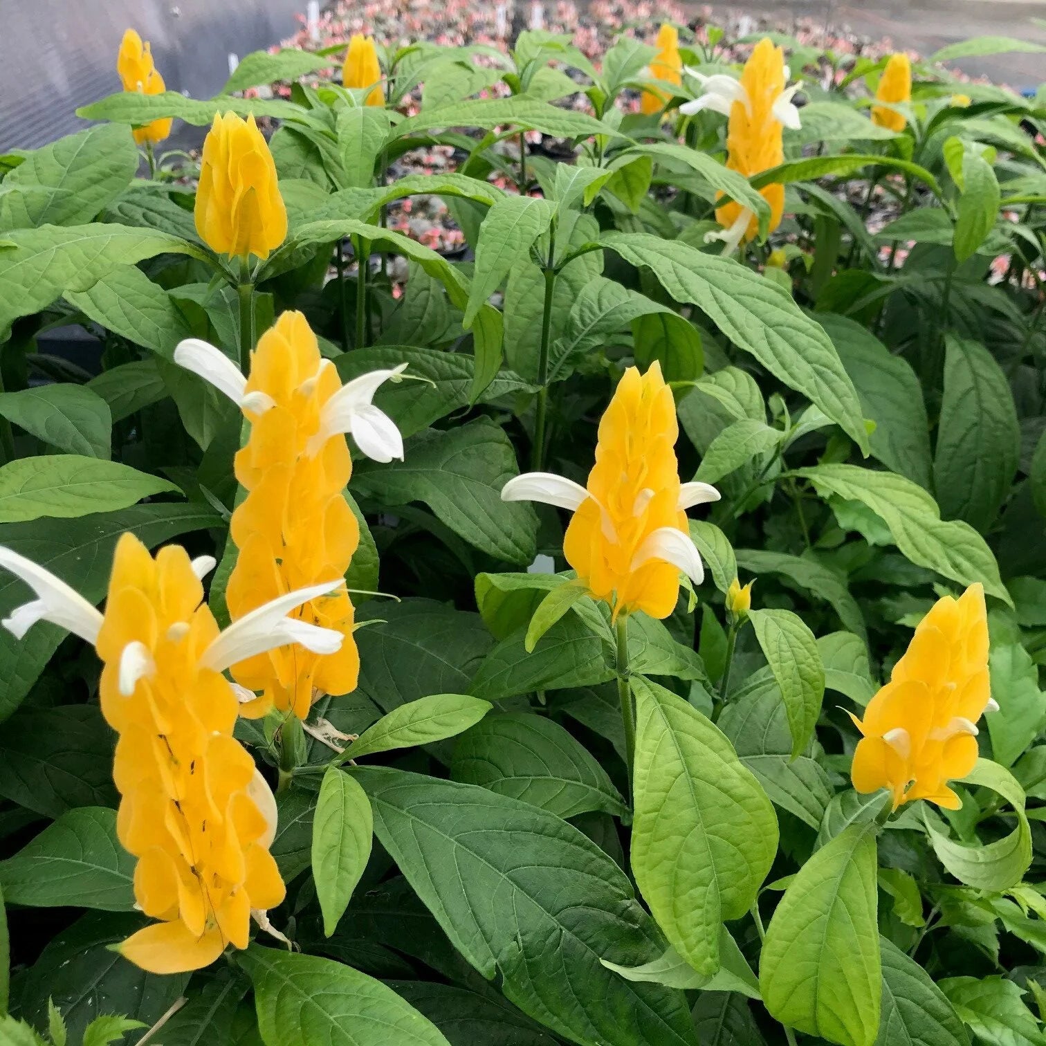 Yellow Pachystachys Lutea Flower seeds for Planting - Sun Loving, Heirloom & GMO Free Seeds for Home Garden