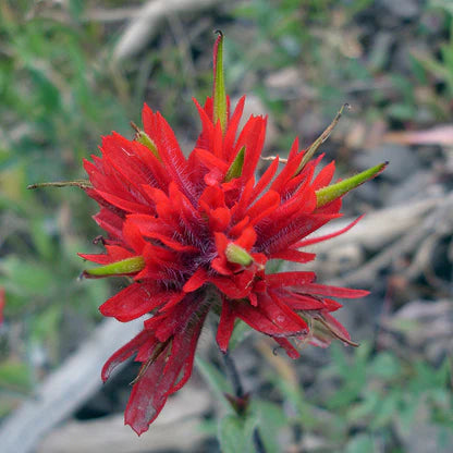 Red Castilleja Flower seeds for Planting - Shade Tolerant, Heirloom & GMO Free Seeds for Home Garden