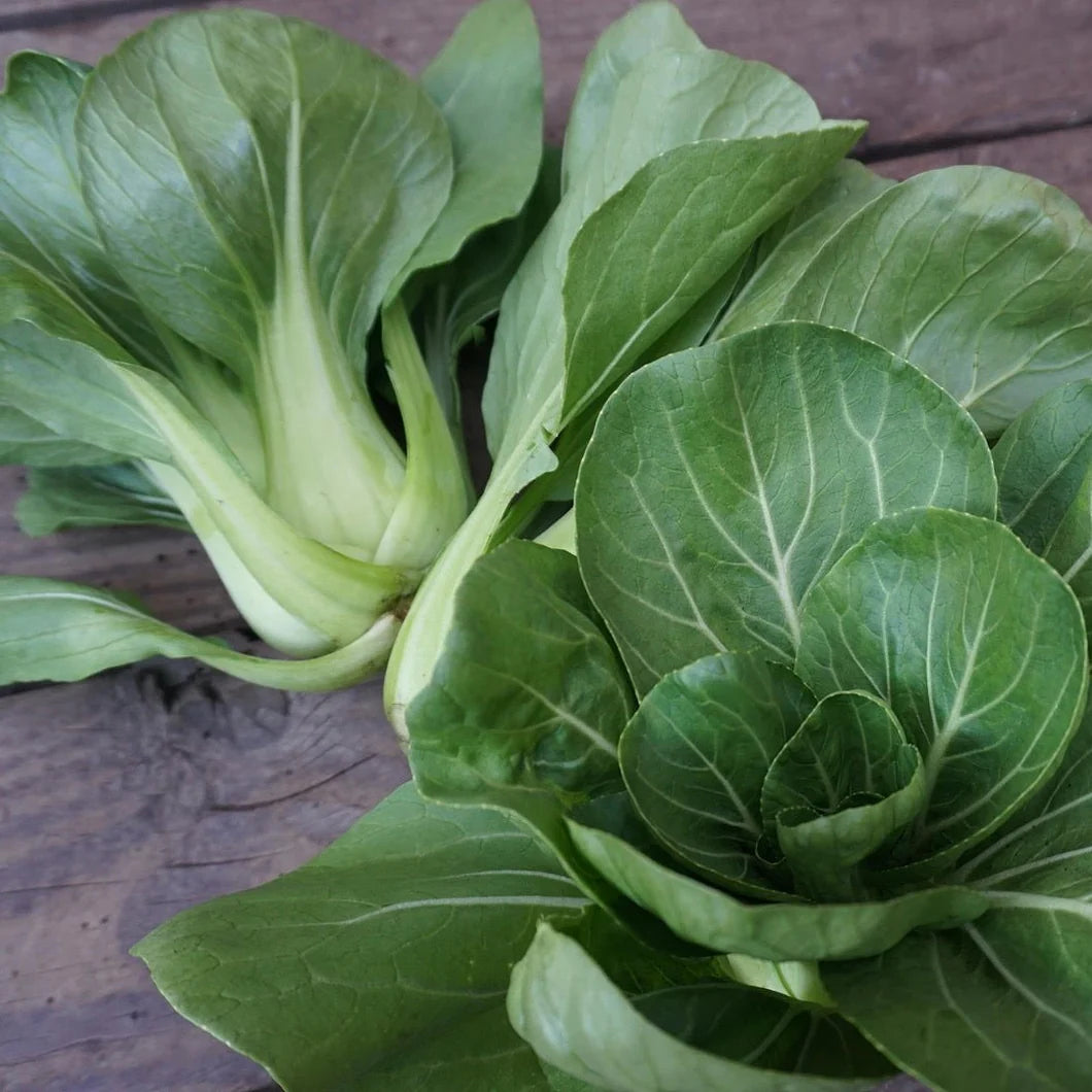 Green Shanghai Vegetable Seeds for Planting