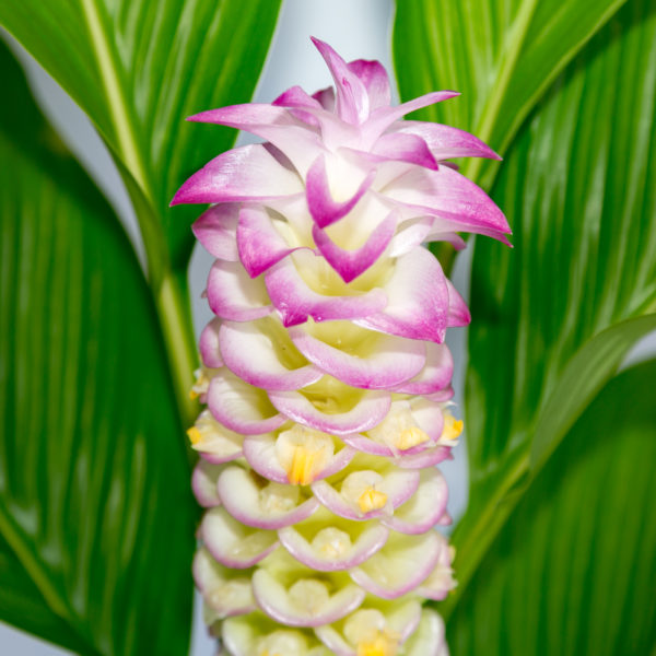 Pink Turmeric Flower seeds for Planting - Pollinator Friendly, Heirloom & GMO Free Seeds for Home Garden