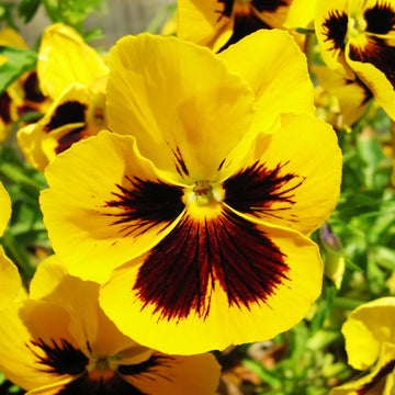 Yellow Pansy Flower seeds for Planting - Perfect for Borders, Heirloom & GMO Free Seeds for Home Garden