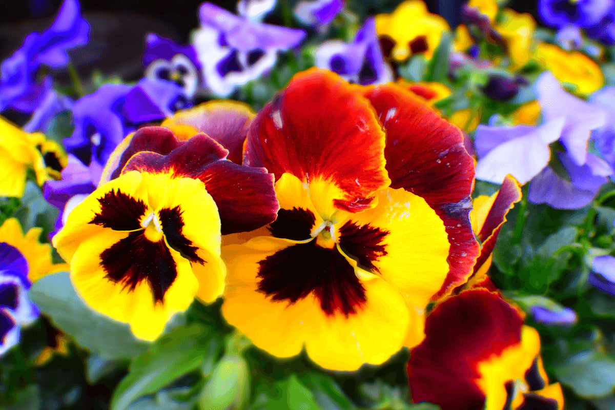 Pansy Flower seeds for Planting - Cottage Garden Essential, Heirloom & GMO Free Seeds for Home Garden