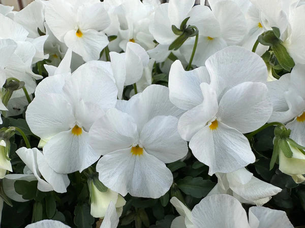Pansy White Flower seeds for Planting - Bright Blooms, Heirloom & GMO Free Seeds for Home Garden