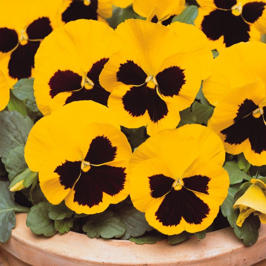 Yellow Pansy Flower seeds for Planting - Perfect for Borders, Heirloom & GMO Free Seeds for Home Garden