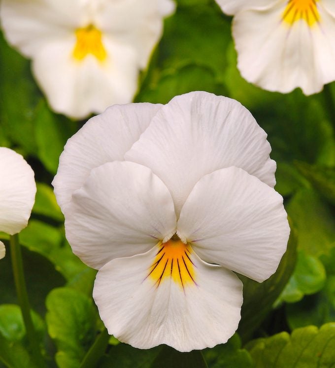 Pansy White Flower seeds for Planting - Bright Blooms, Heirloom & GMO Free Seeds for Home Garden