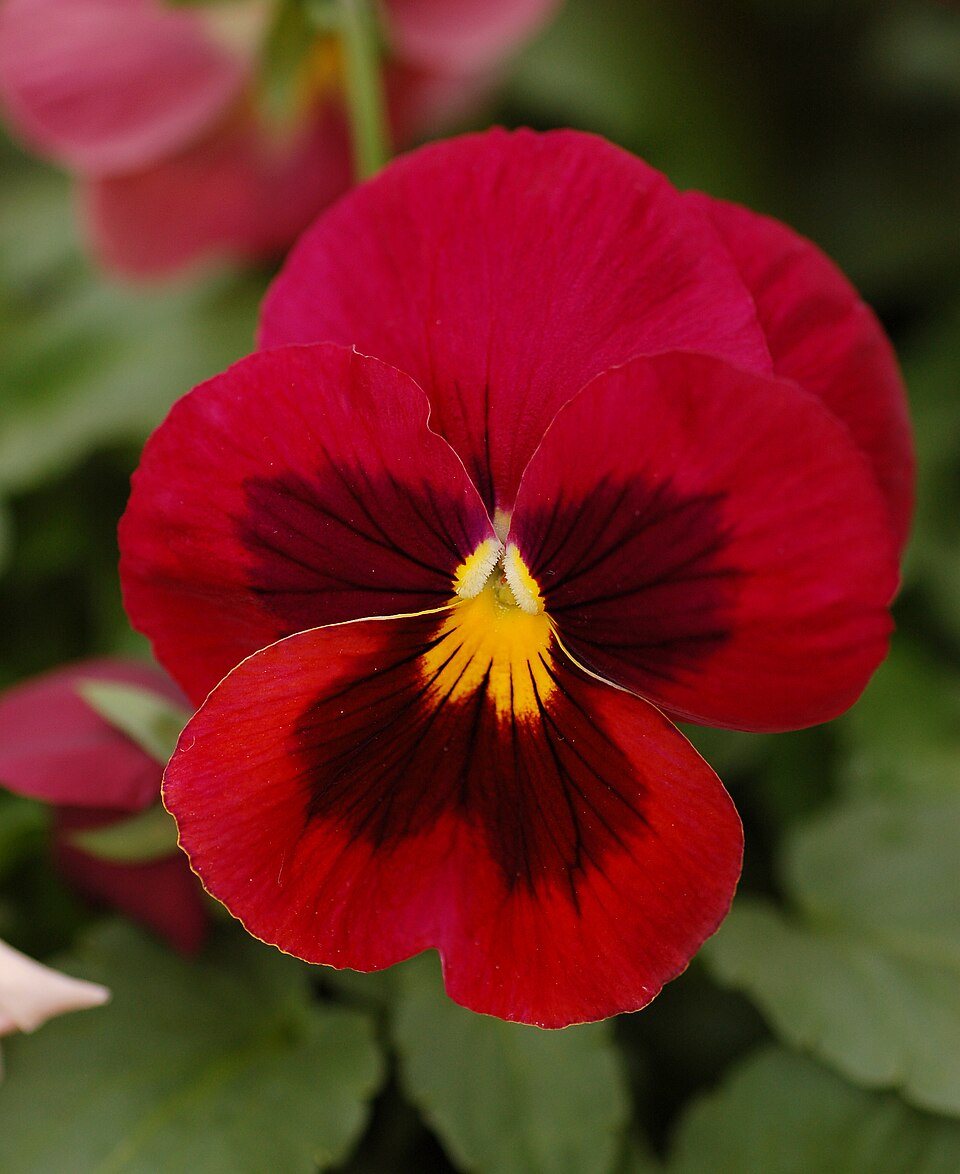 Viola Red Blue Flower seeds for Planting - Premium Quality, Heirloom & GMO Free Seeds for Home Garden
