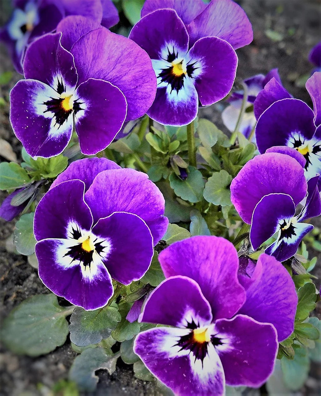 Violet Pansy Flower Seeds for Planting Wildflower Mix Heirloom & GMO Free Seeds for Home Garden
 
 Sale