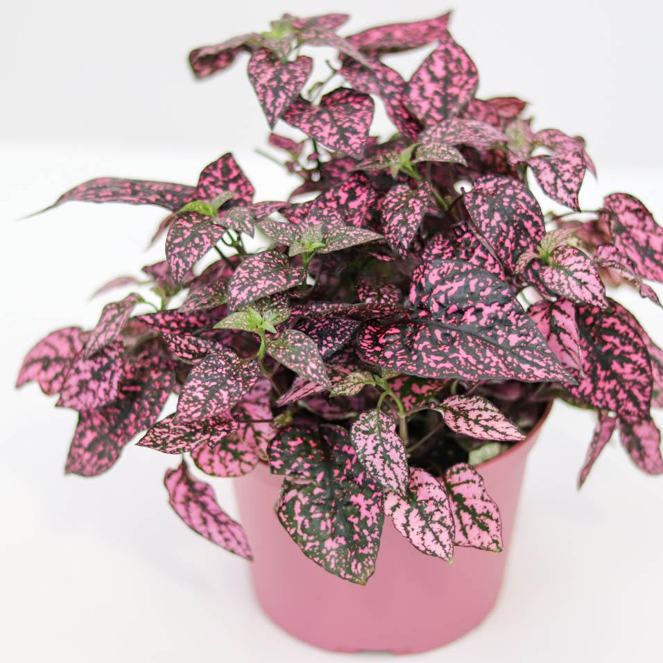Pink Green Hypoestes Splash Flower seeds for Planting - Bright Blooms, Heirloom & GMO Free Seeds for Home Garden