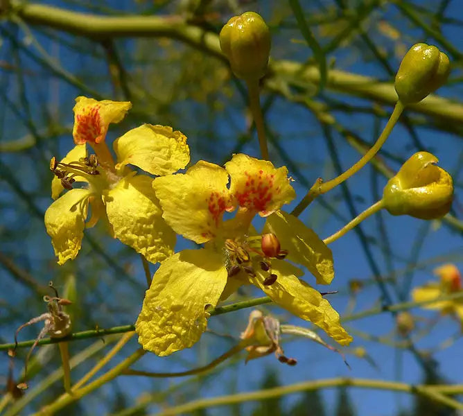 Parkinsonia Aculeata Seeds For Planting Plant Seed
