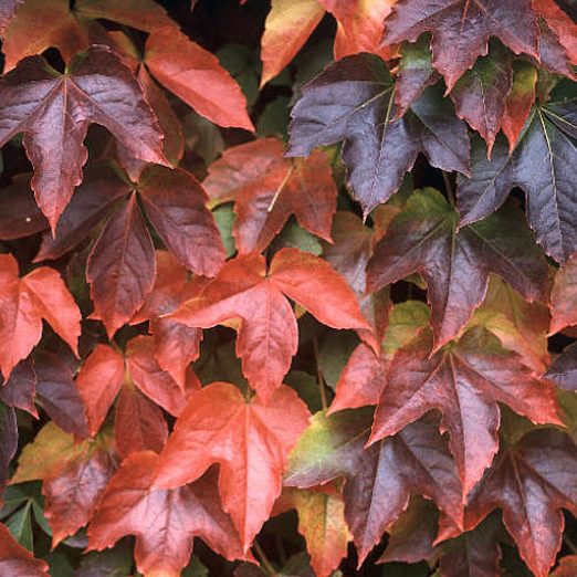 Brown Boston Ivy Seeds for Planting