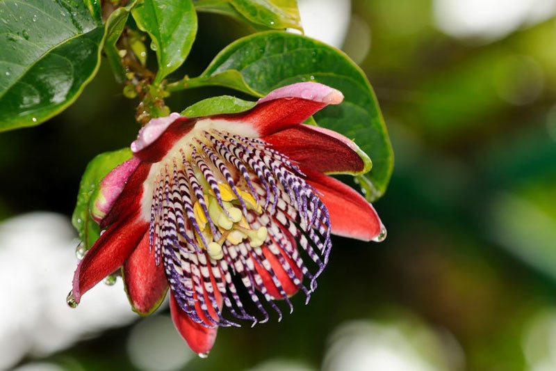Red Passiflora Alata Flower seeds for Planting - Premium Quality, Heirloom & GMO Free Seeds for Home Garden