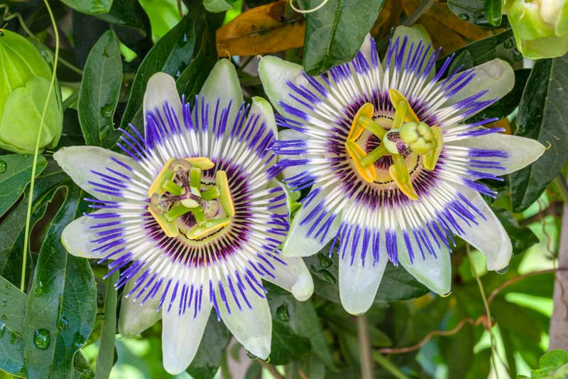 Red Blue Passiflora Flower Seeds for Planting Premium Quality Heirloom & GMO Free Seeds for Home Garden
 
 Sale