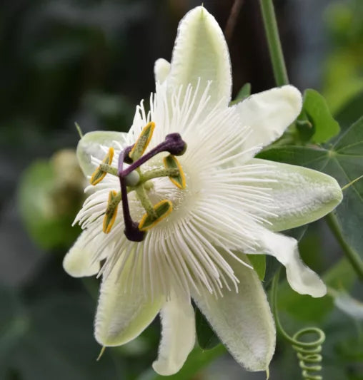 White Passiflora Flower seeds for Planting - Hardy Variety, Heirloom & GMO Free Seeds for Home Garden