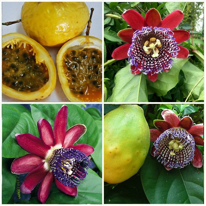 Passiflora Alata Fruit Seeds Planting 1 pcs