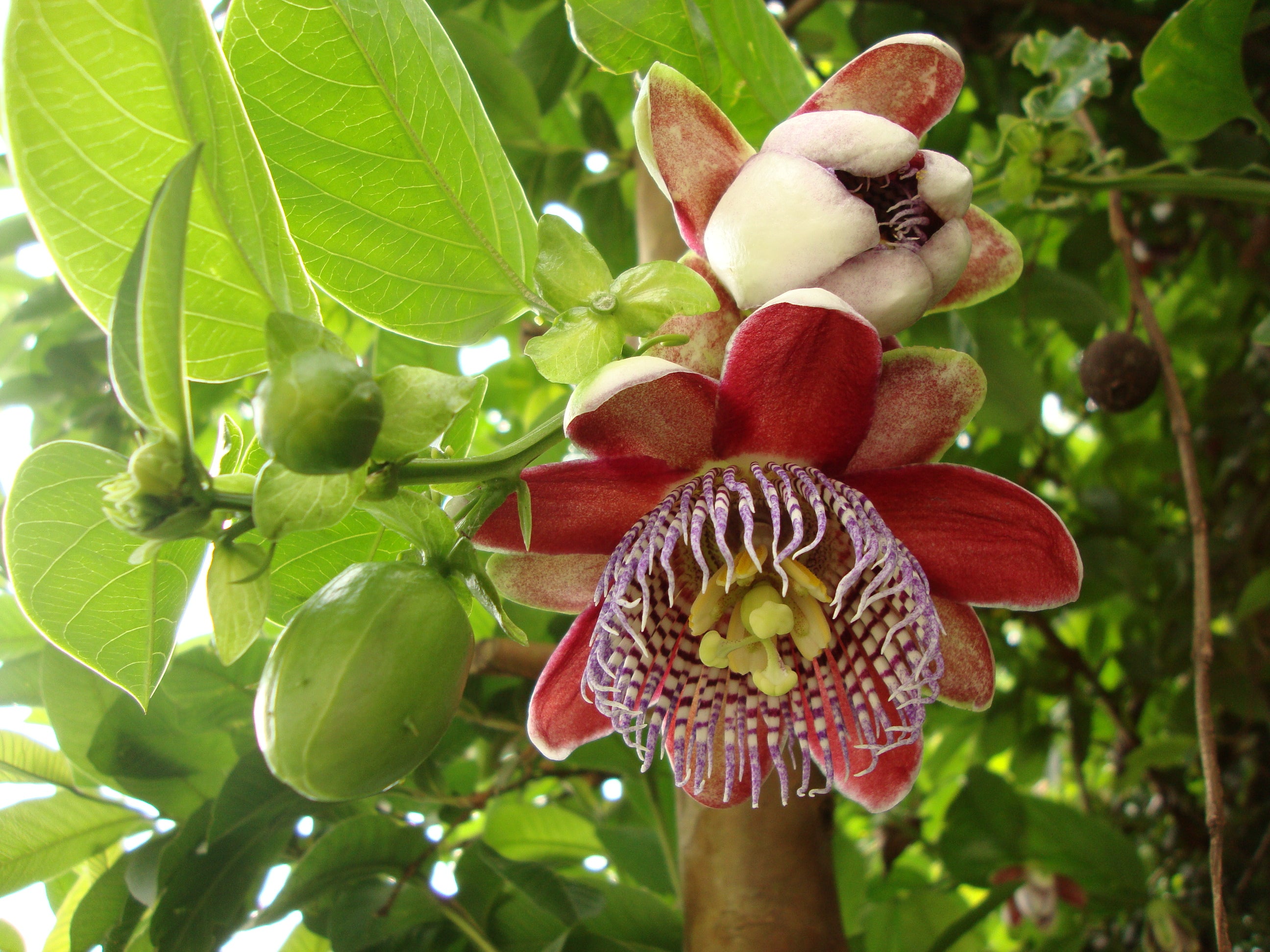 Passiflora Alata Fruit Seeds Planting 1 pcs