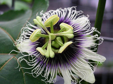 Passionflower Flower seeds for Planting - Drought Tolerant, Heirloom & GMO Free Seeds for Home Garden