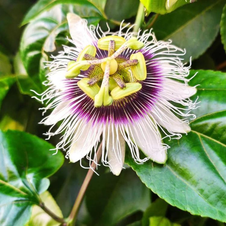 Passion Flower seeds for Planting - Low Maintenance, Heirloom & GMO Free Seeds for Home Garden