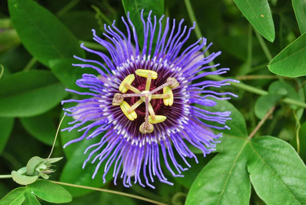 Passionflower Flower seeds for Planting - Drought Tolerant, Heirloom & GMO Free Seeds for Home Garden