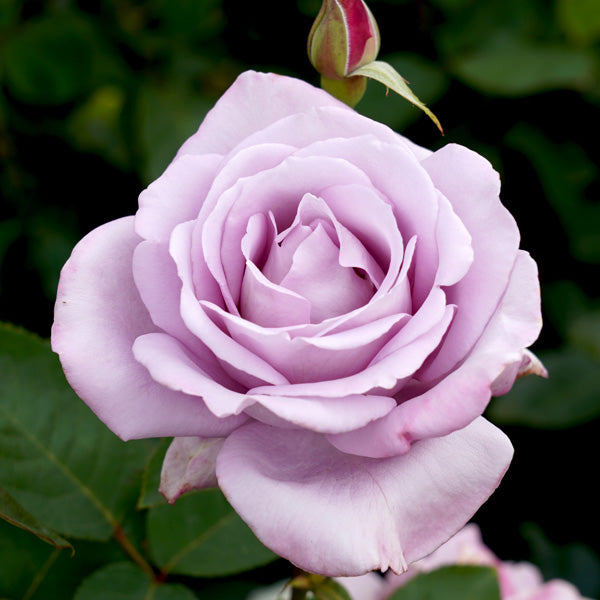 Violet Rare Rose Flower Seeds for Planting Long Bloom Season Heirloom & GMO Free Seeds for Home Garden
 
 Sale